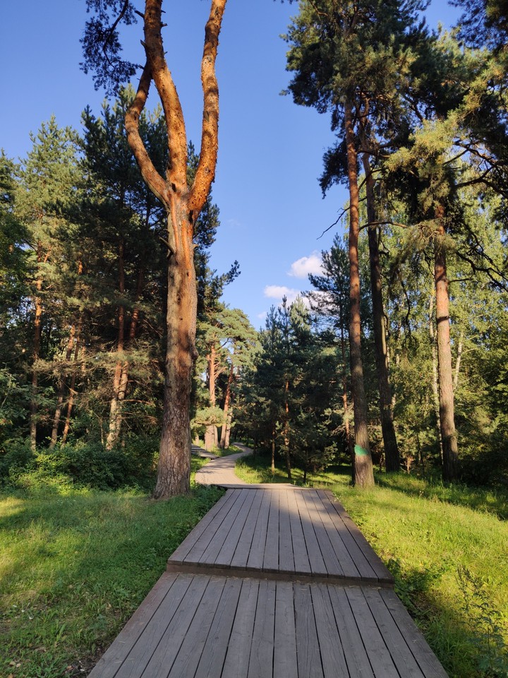Summer forest