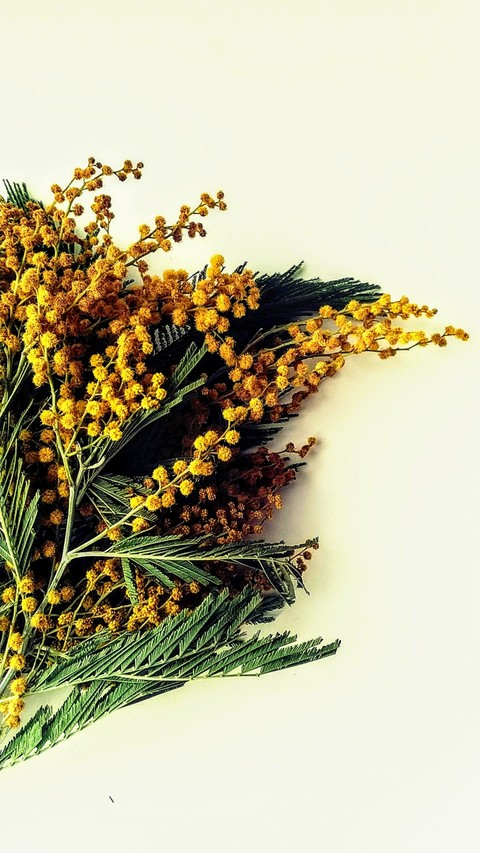 Mimosa
