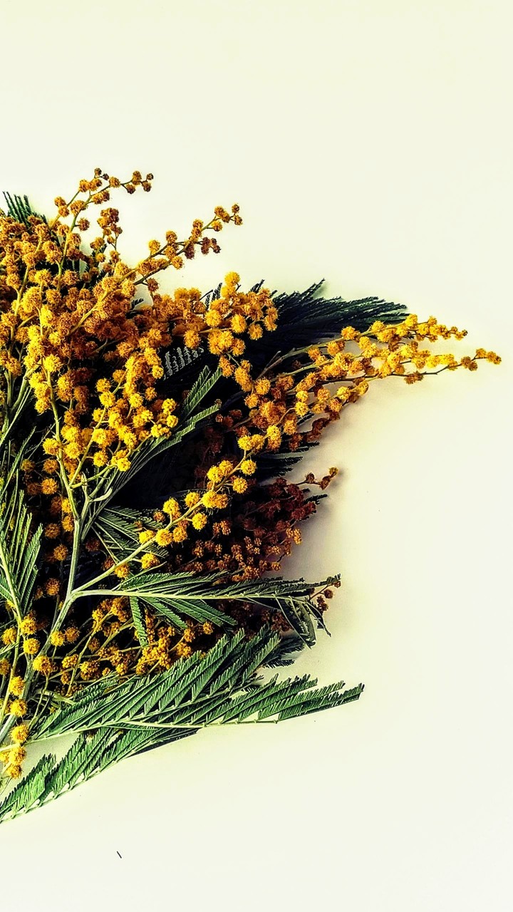 Mimosa