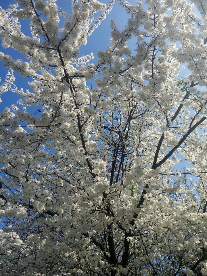 spring  ❤
