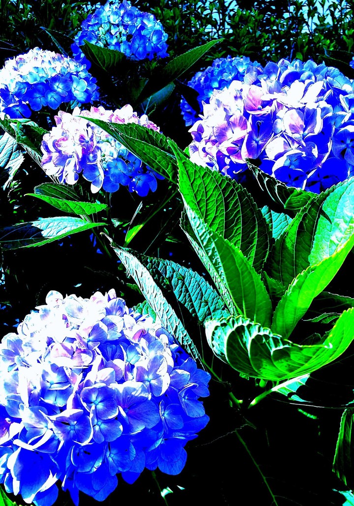 紫陽花