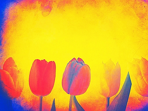 Tie-Dyed Tulips
