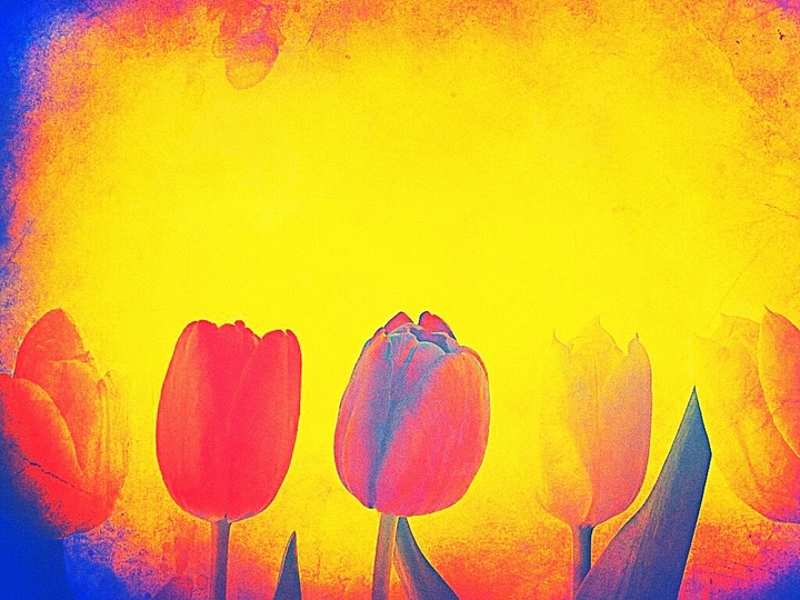 Tie-Dyed Tulips