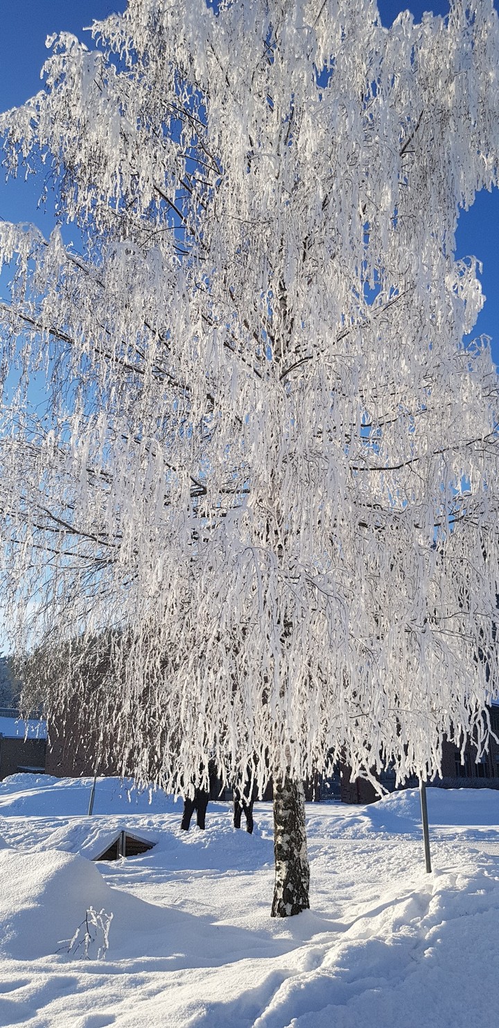 Ice tree