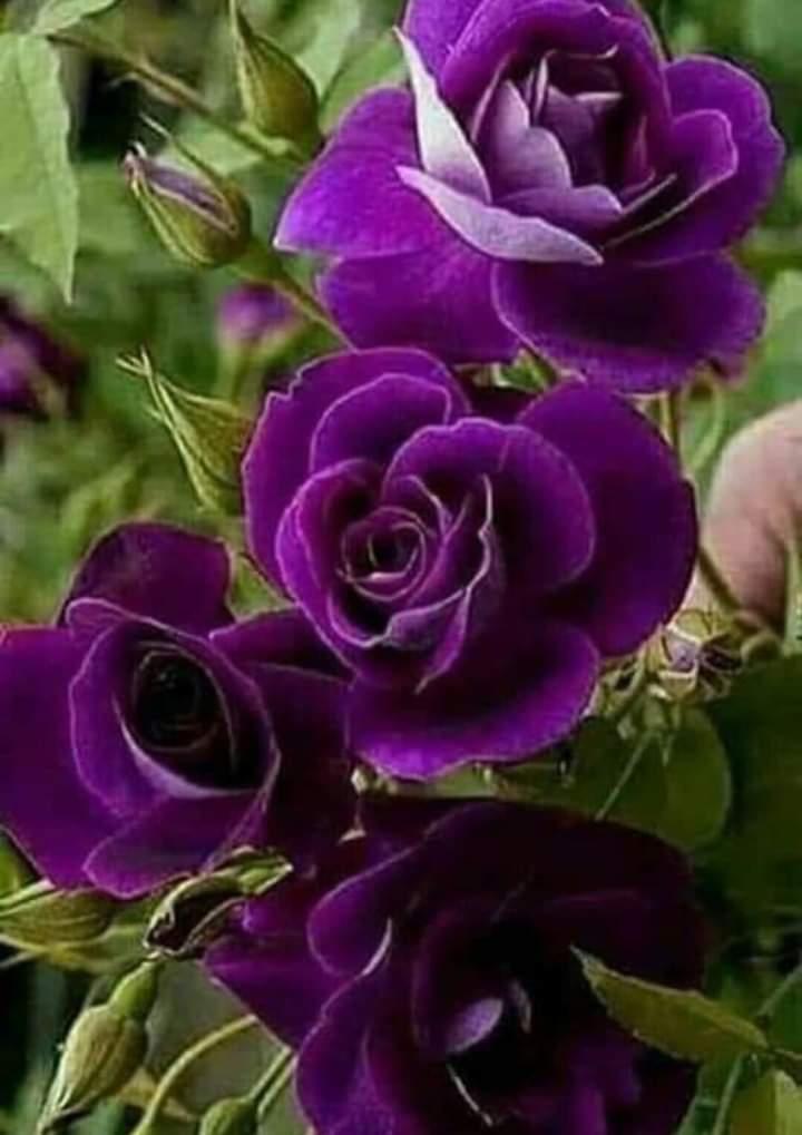 rose