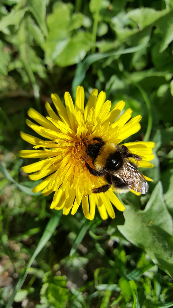 Sow-thistle and bumblebee