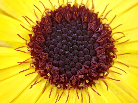 plant, yellow achtergronden
