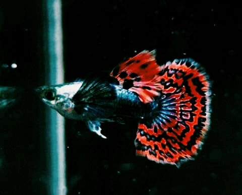 Beta Fish