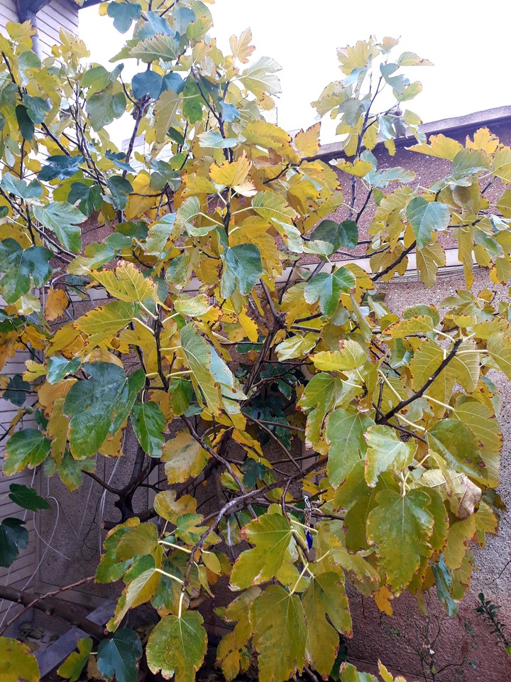 Fig Tree ♥️