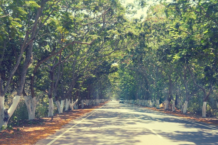 woods and road