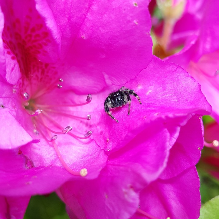蜘蛛