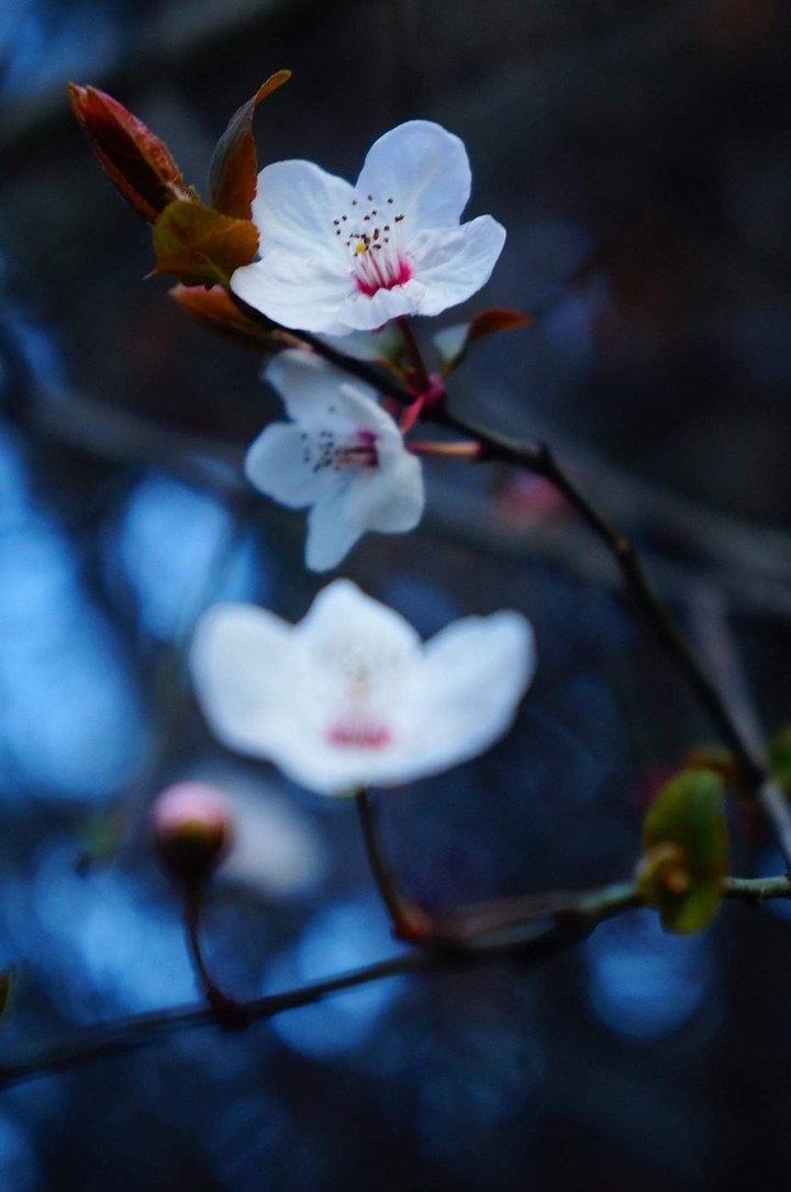 Plum Blossom