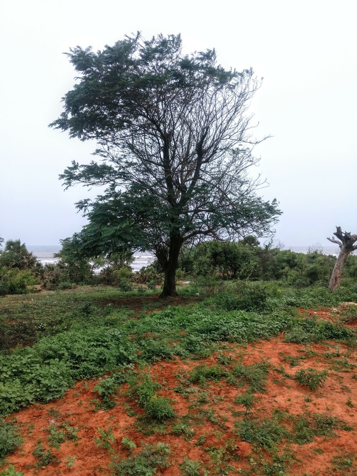 tree