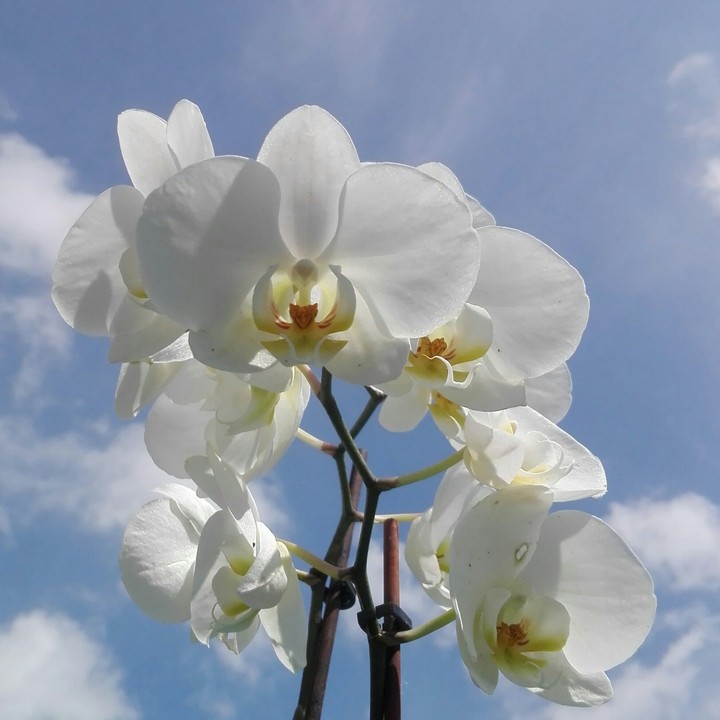 Eine Tolle Blüte