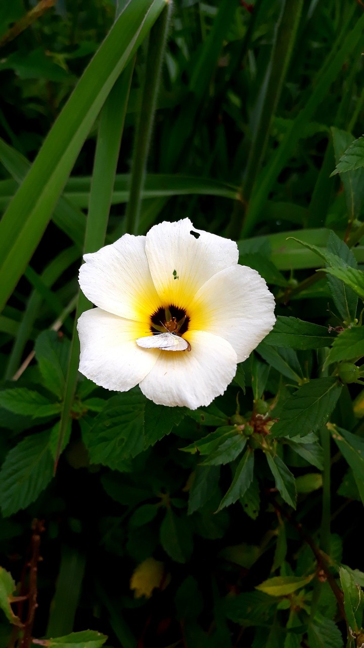 Garden 2