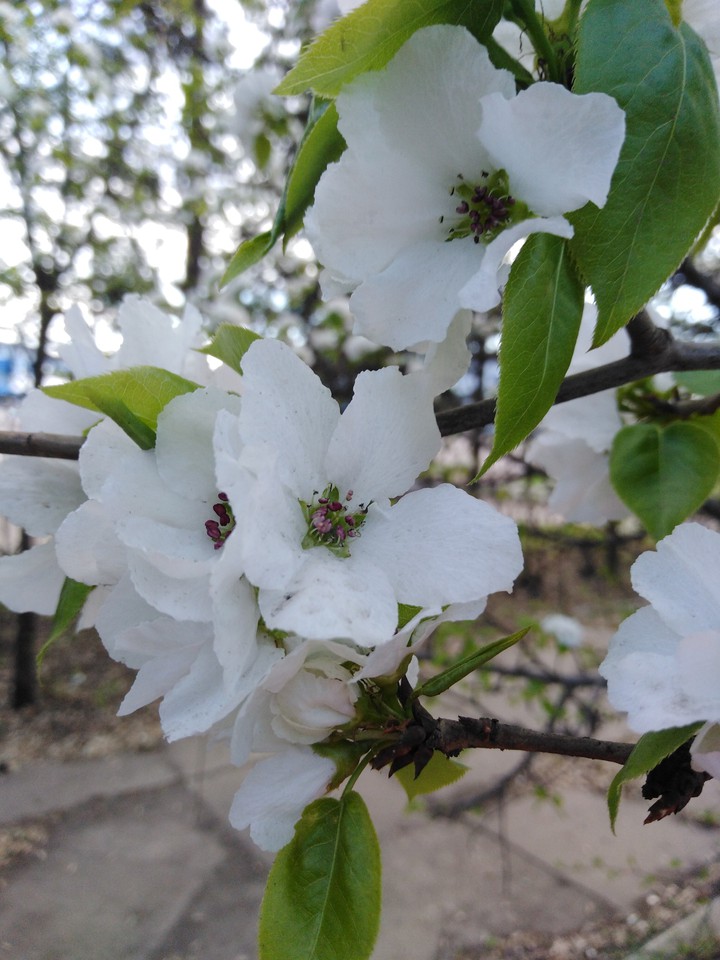 яблоня