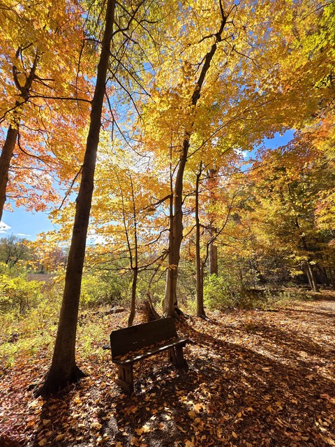 רקעים Autumn, Yellow