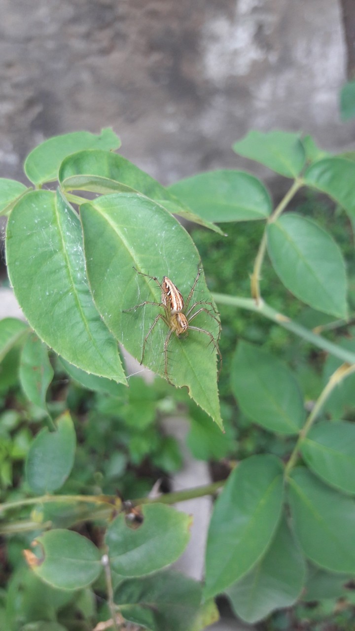 Spyder