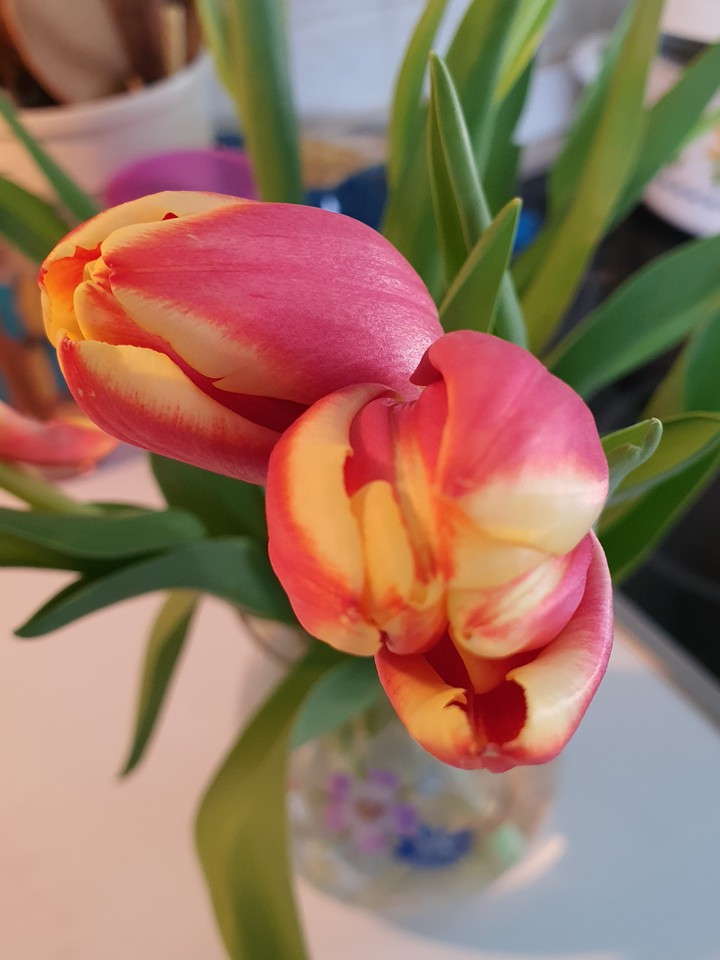 tulip
