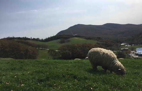 sheep