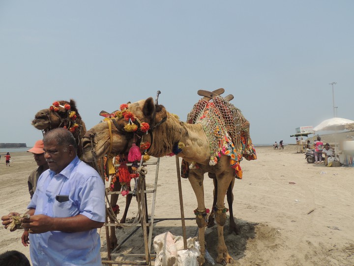 Camels at Alibaug