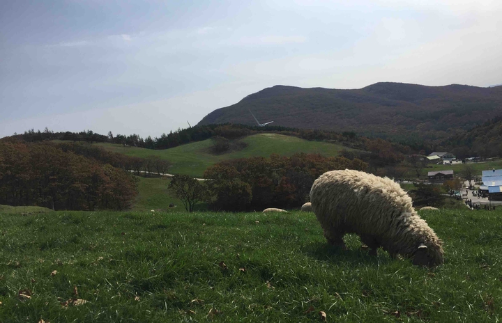 sheep