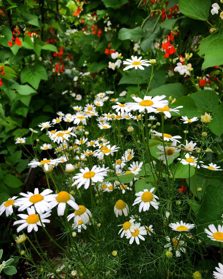 Chamomile