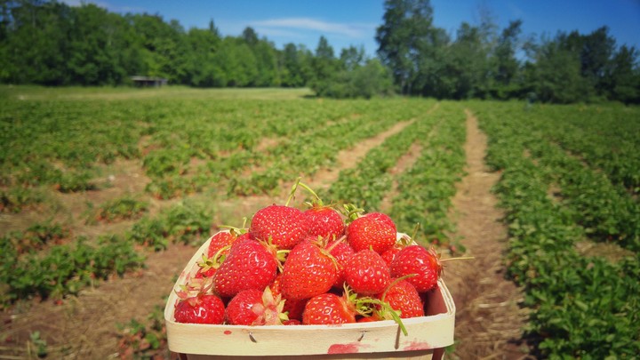 strawberries