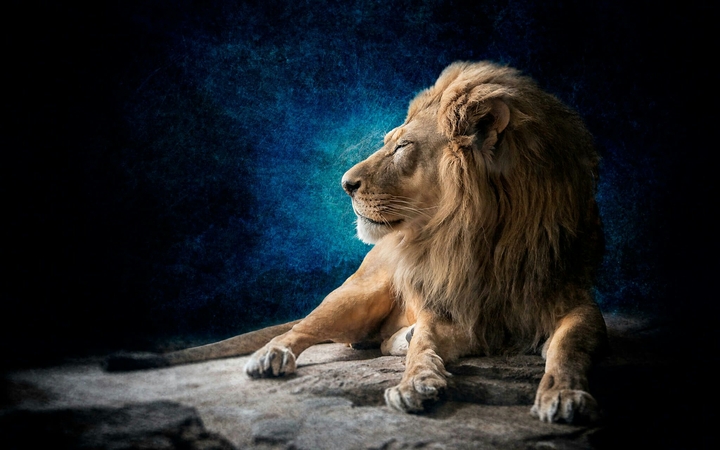 animal