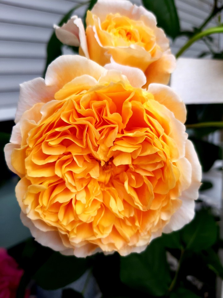 Die ersten Rosen 2019???