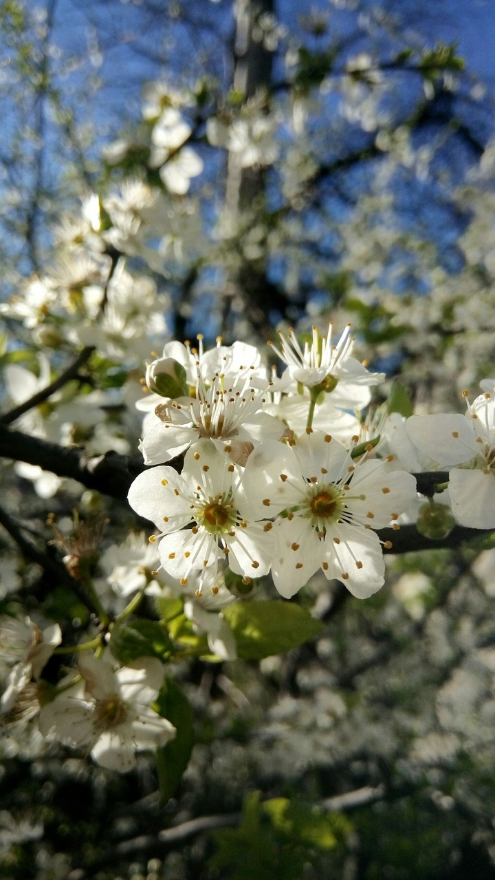 spring