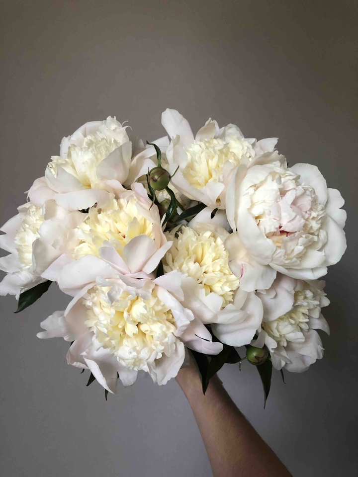 peonies