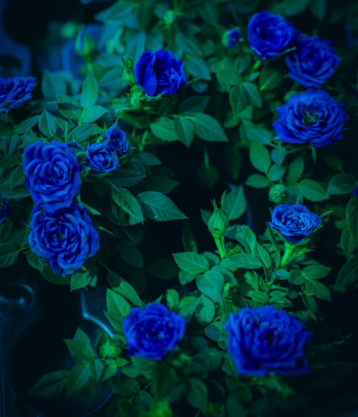 Bloom