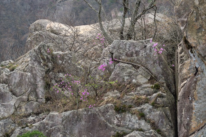 Alpine wildflowers