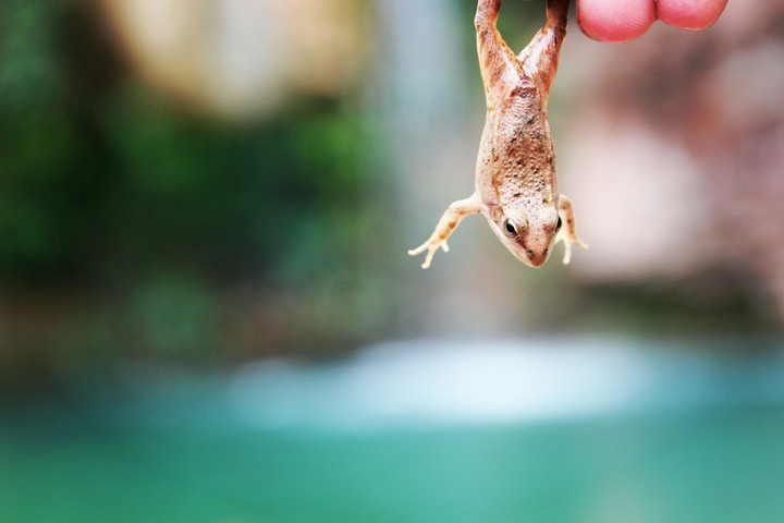 frog