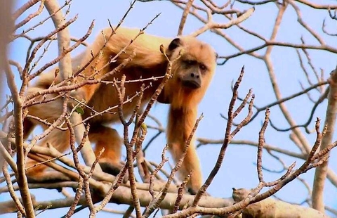 hình nền plant, Gibbon
