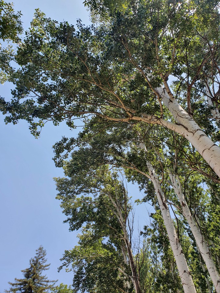 tree