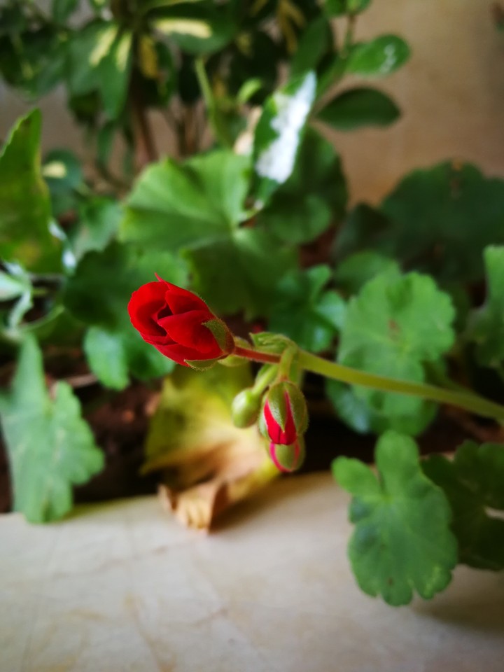 incredible red rose