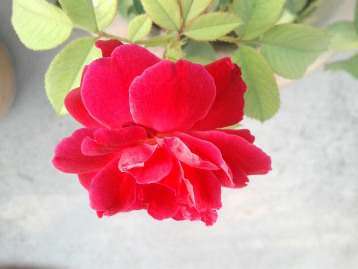 red rose
