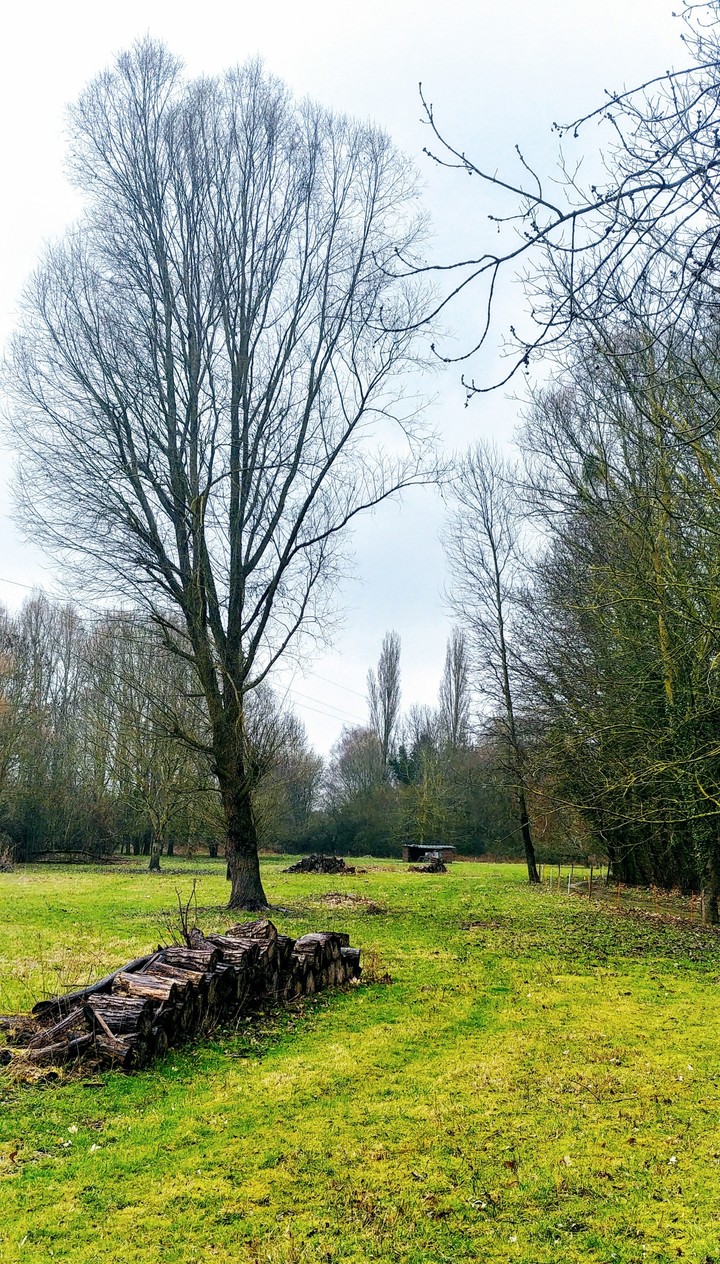 park meadow