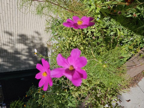 Flower, Petal, Pink
