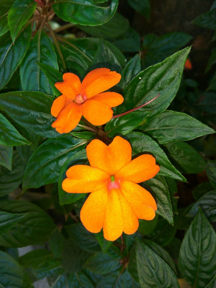 beautiful rose