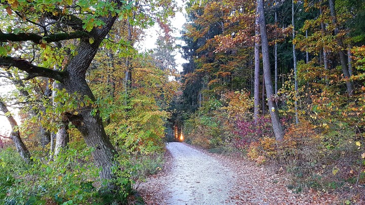 Waldweg