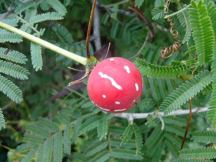nature's gift