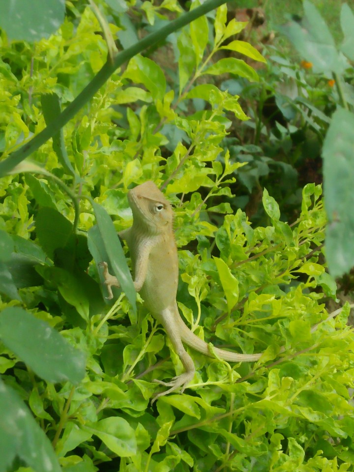 My new Friend#Chameleon