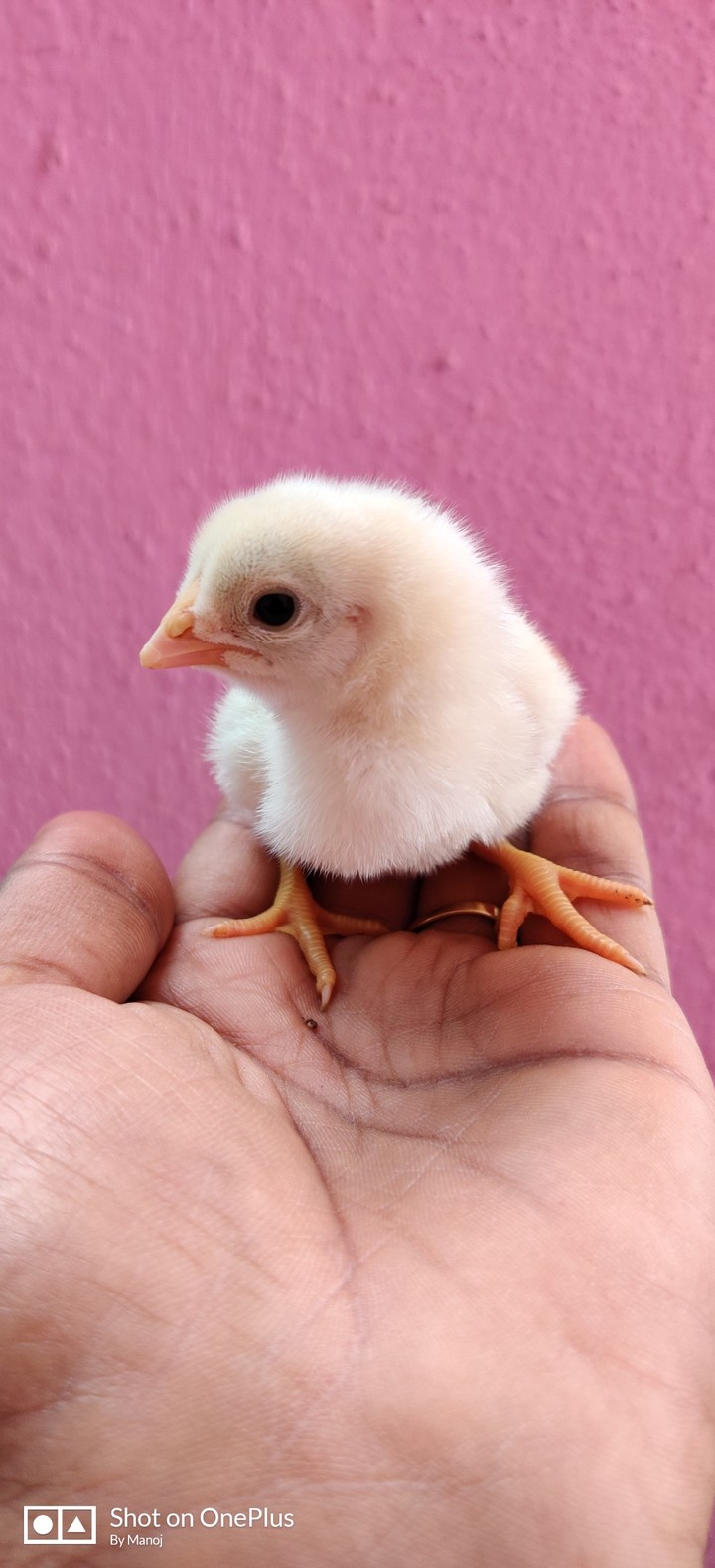 chicken