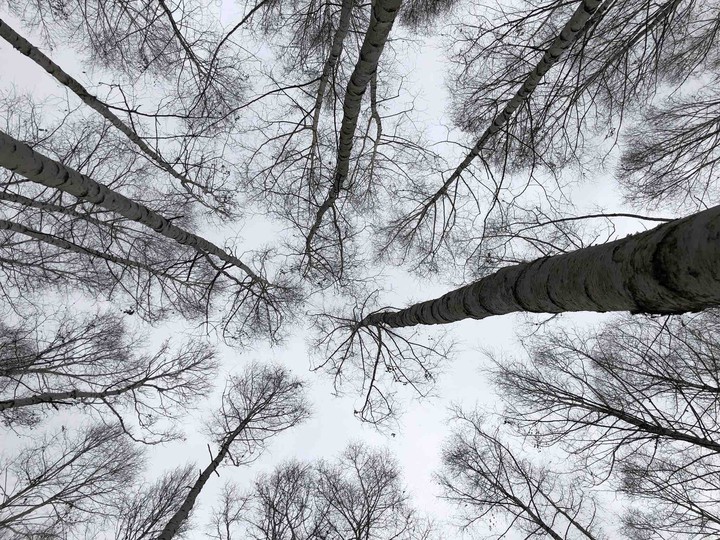 tree