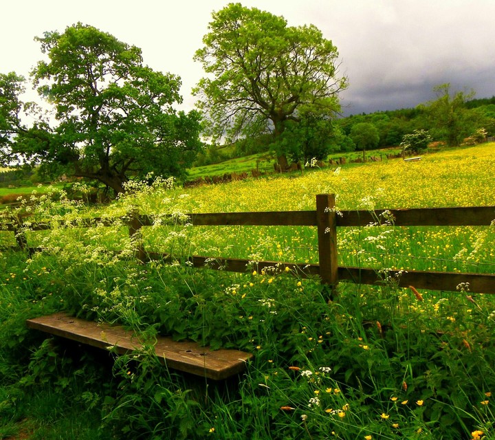 natural wallpaper