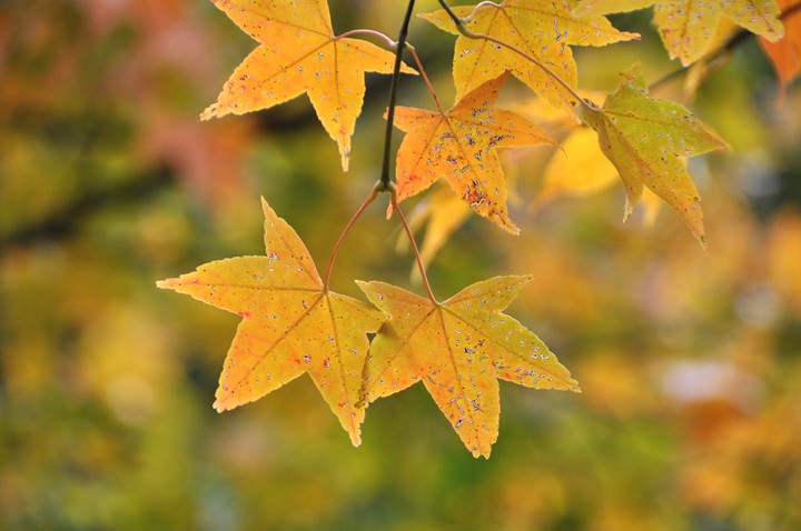 Fall