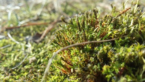 fonds d'écran vegetation, moss